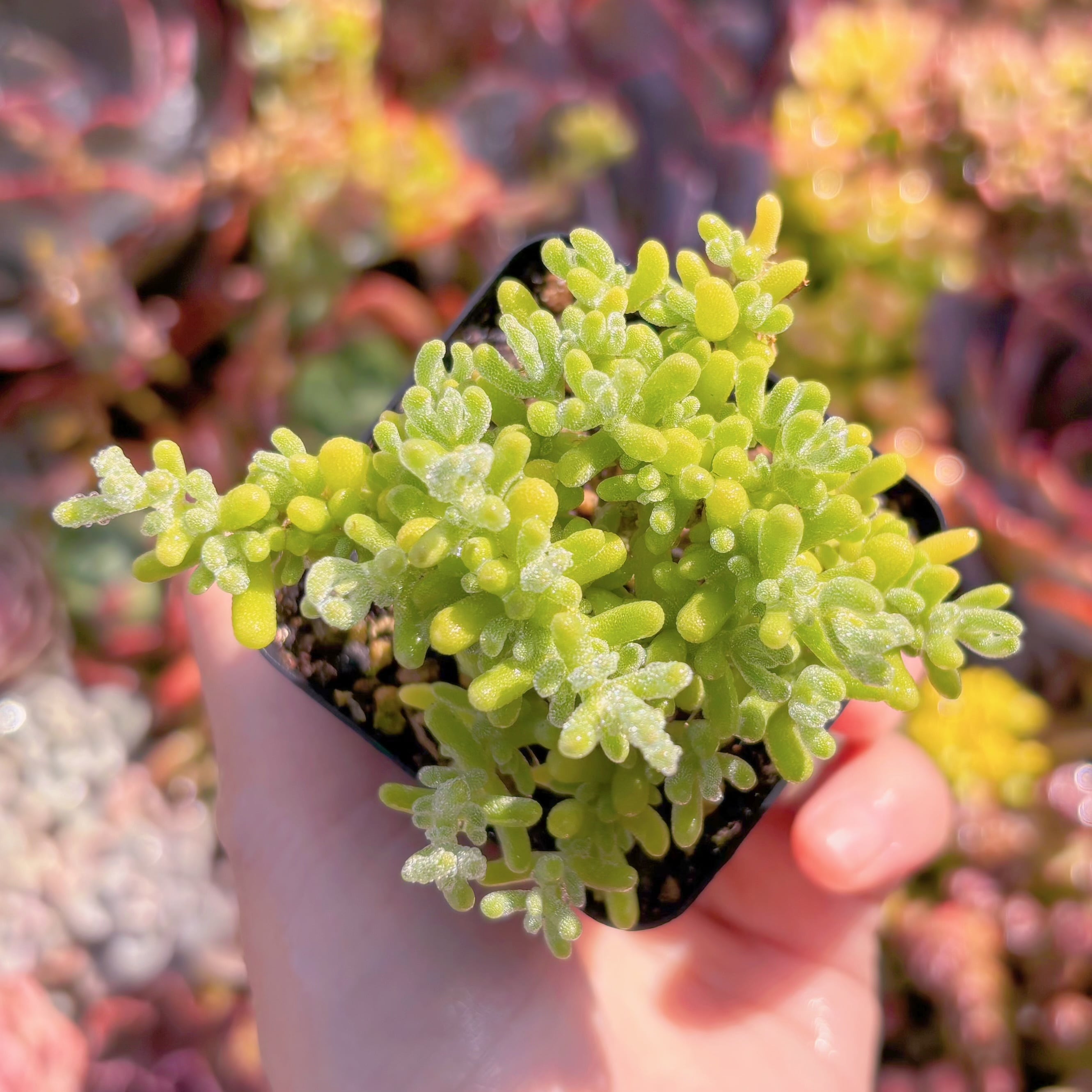 現品　蜜柑#258　新入荷　るる農園