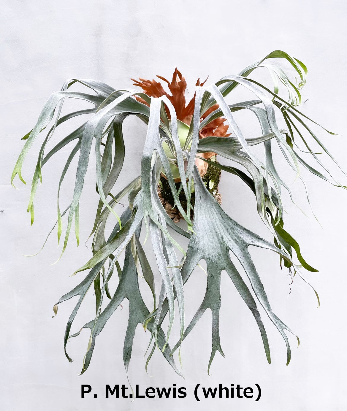 Platycerium_ビカクシダ | vandaka plants