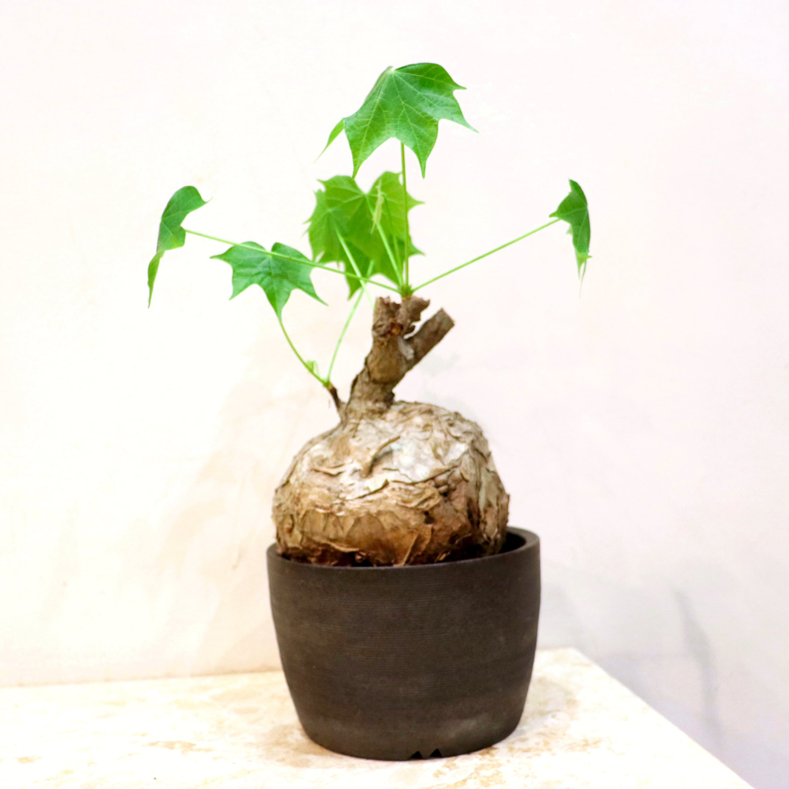 塊根植物　フィルミアナ　コロラータ
