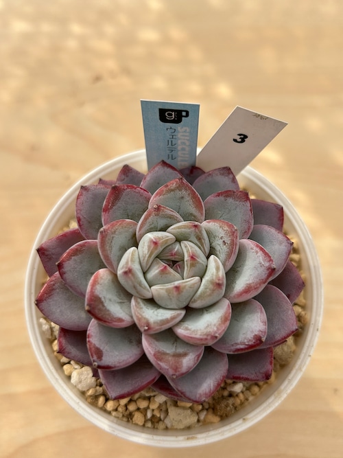 輸入苗　☆ウェルテル No.3