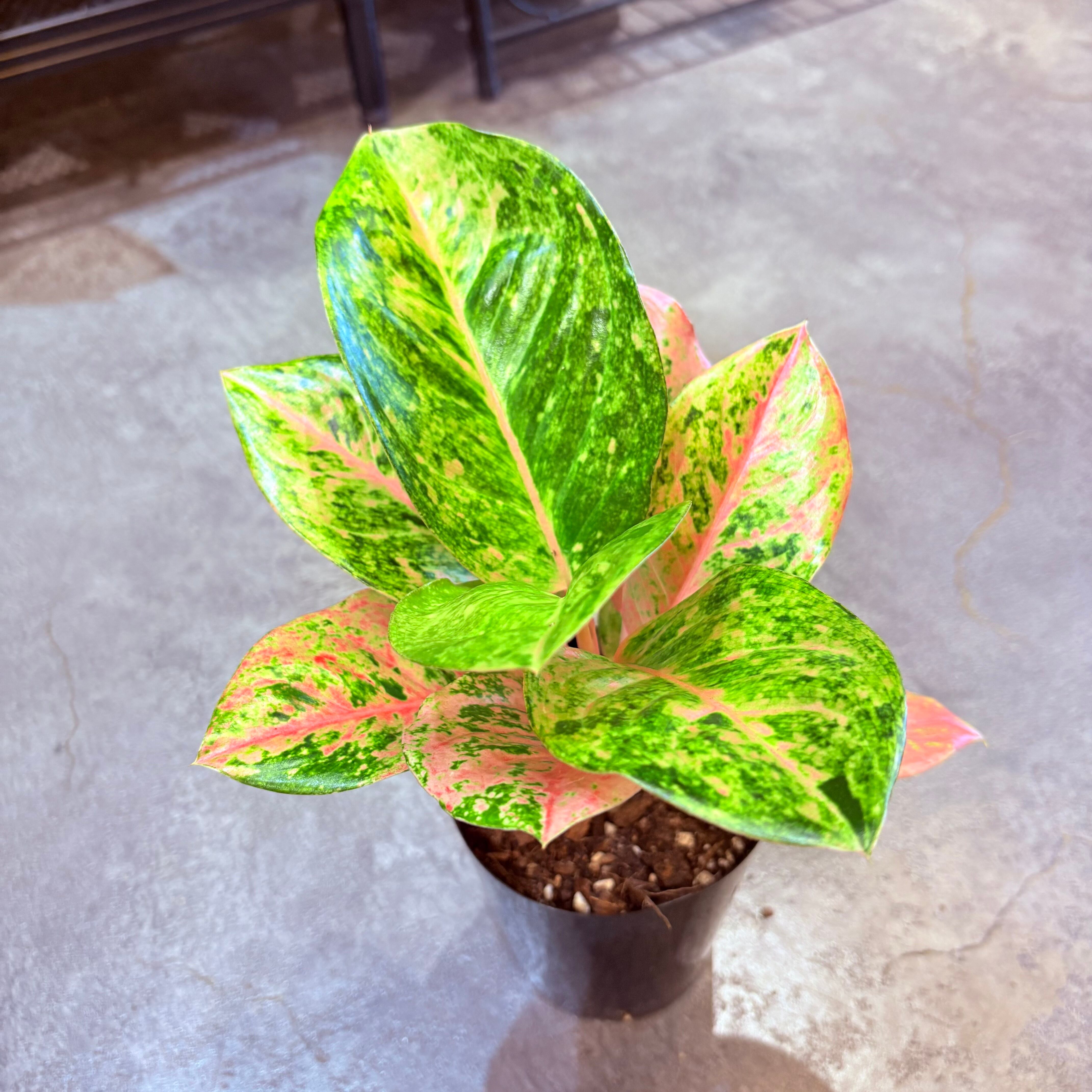 アグラオネマ ピンクエメラルド 3.5号 C | Green Vibes 宇都宮市の観葉