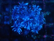 Goniopora Blue FromAustralia 3