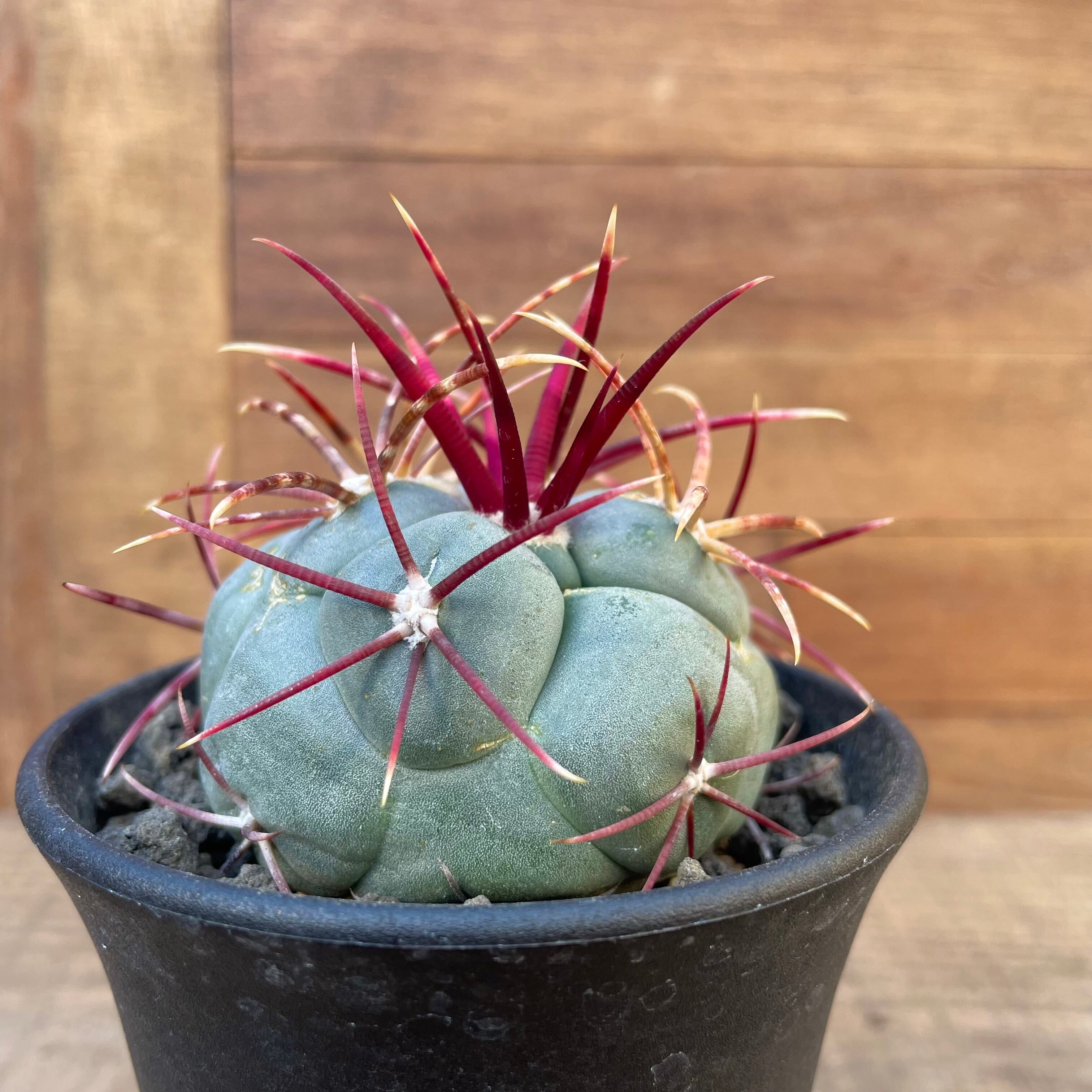 Thelocactus hexaedrophorus v. fossulatus【テロカクタス・緋冠竜 