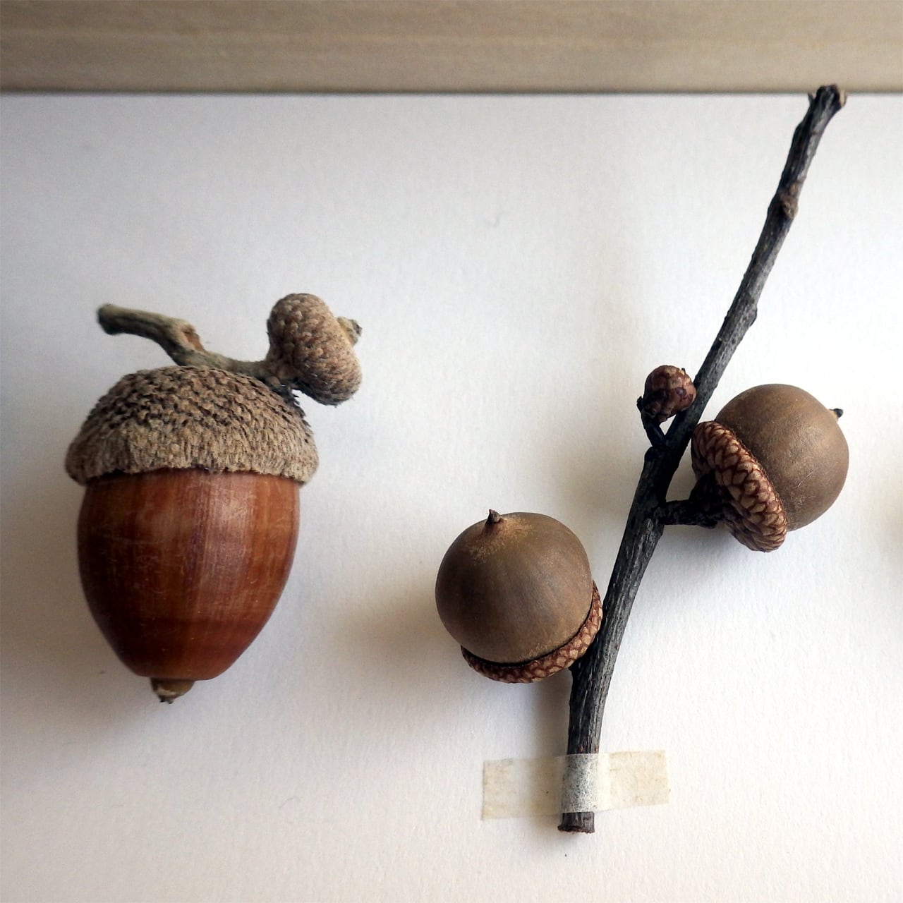 オーダー・ドングリの標本函 | Natural Gallery