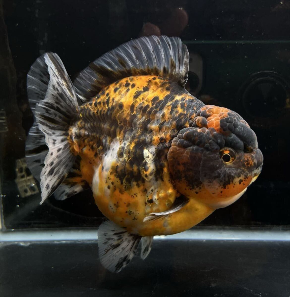 プレミアム 中国便 銀鱗ブラックタイガー 五色 オランダ 2歳 美魚 No3