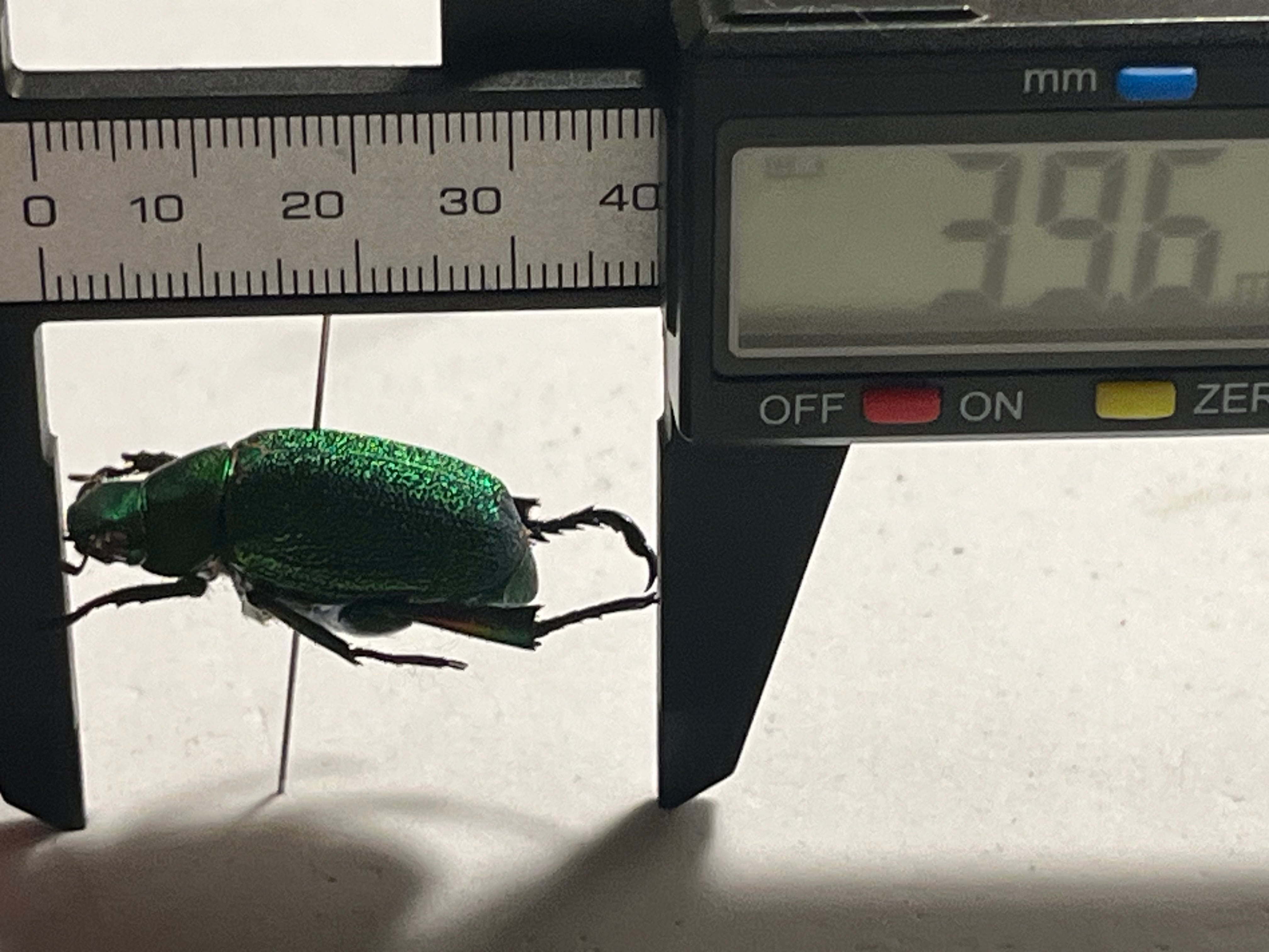 32mm】アシナガミドリツヤツヤコガネ 昆虫標本 プラチナコガネ