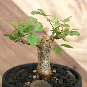 Bursera fagaroides (ブルセラ ファガロイデス) / 小株(3号鉢)/Lot.003