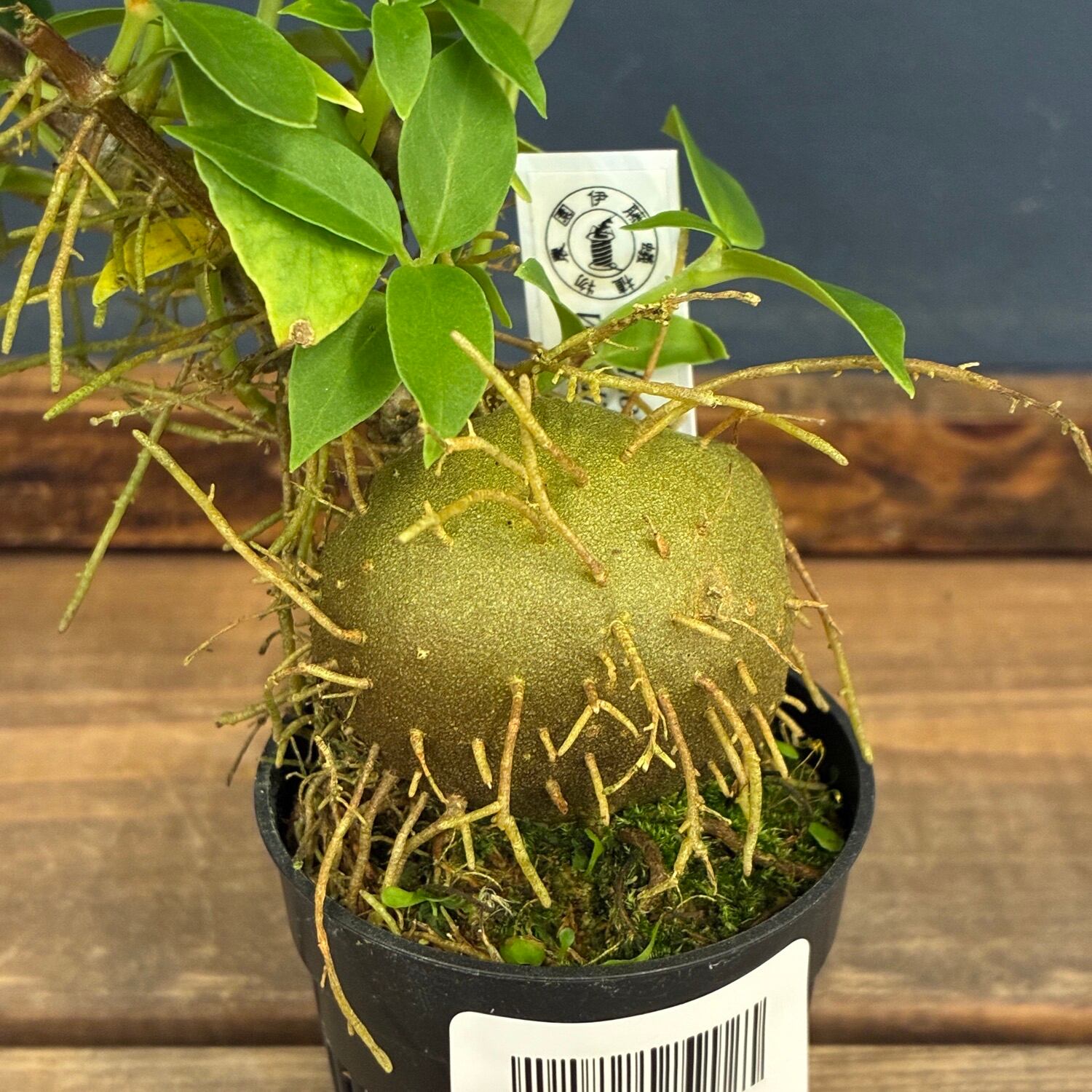 アリ植物　Hydnophytum(ヒドノフィツム) 伊藤蟻】ヒドノフィツム sp.【828】 | PROTOLEAF プロトリーフ
