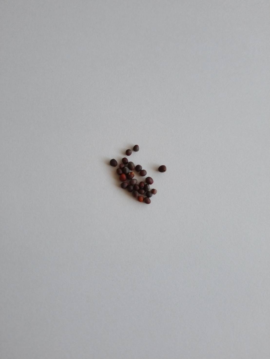 水菜の種（約15粒入り） | かいぬま農園