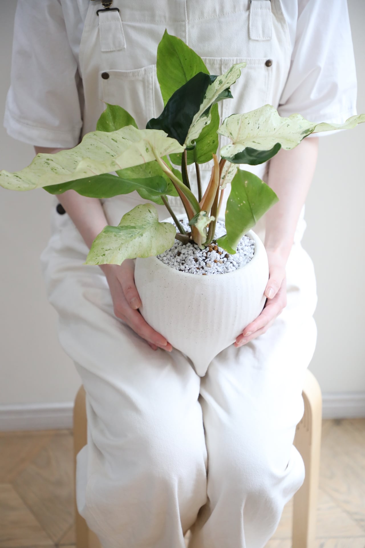 M】フィロデンドロン スノードリフト/Philodendron | 【厳選植物・器