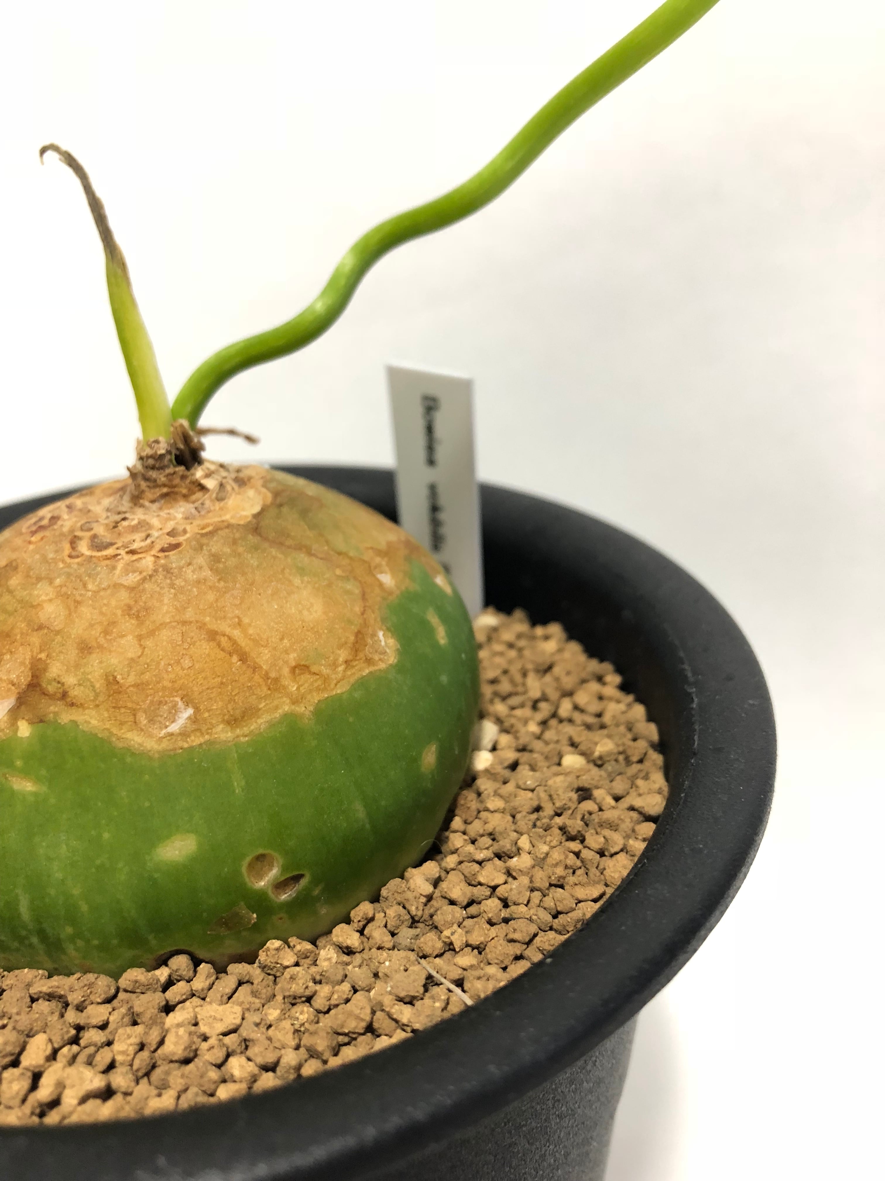 Bowiea volubilis 蒼角殿 | plants MARU ーサボテン・多肉植物のお店ー