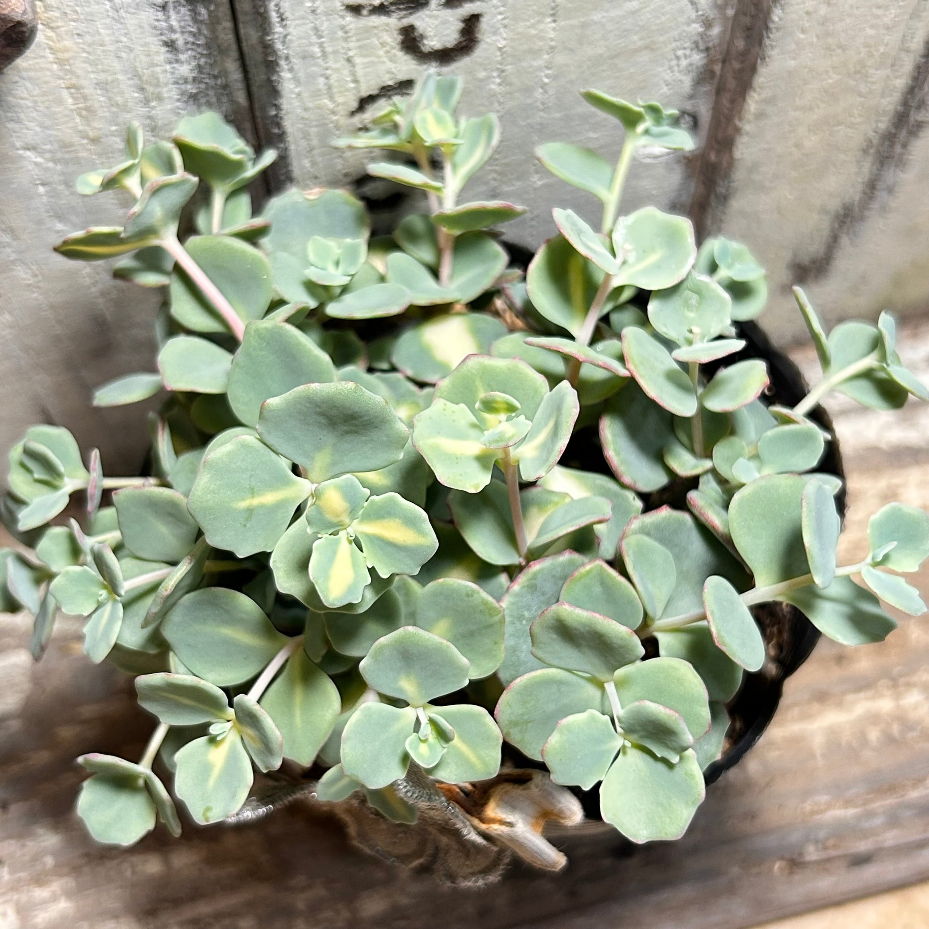 錦 | RuPo 多肉植物専門店