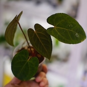 【希少】Anthurium Ace of Spades / アンスリウム エース オブ スペード⑧│観葉植物