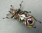 【WD】《パプアキンイロクワガタ 49.5mm ペア》