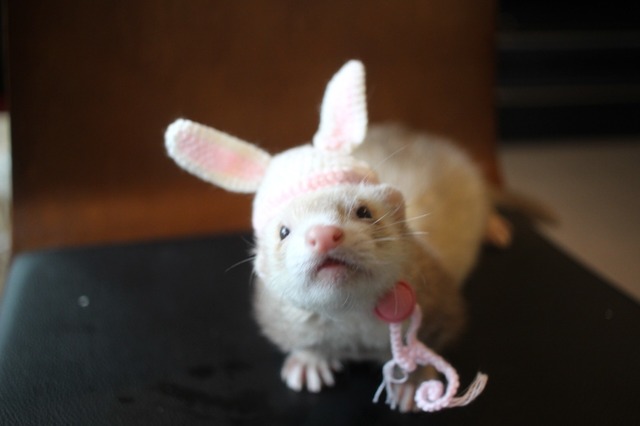 うさみみ 編み物帽子