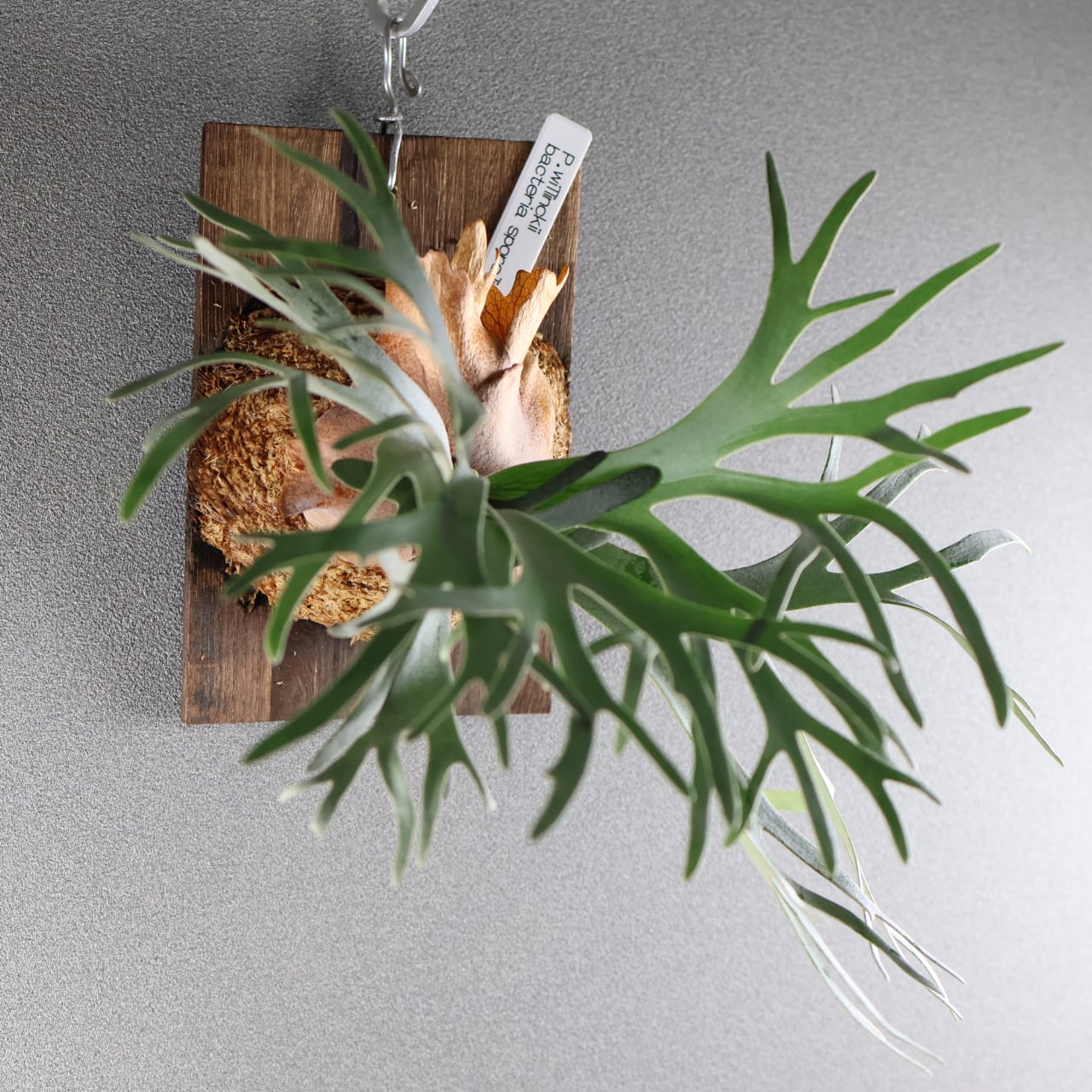632『P.willinckii bacteria sporeling』観葉植物【送料無料】 | MARX