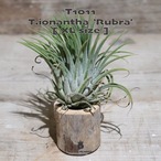 【送料無料】イオナンタ ルブラ XL〔エアプランツ〕現品発送T1011