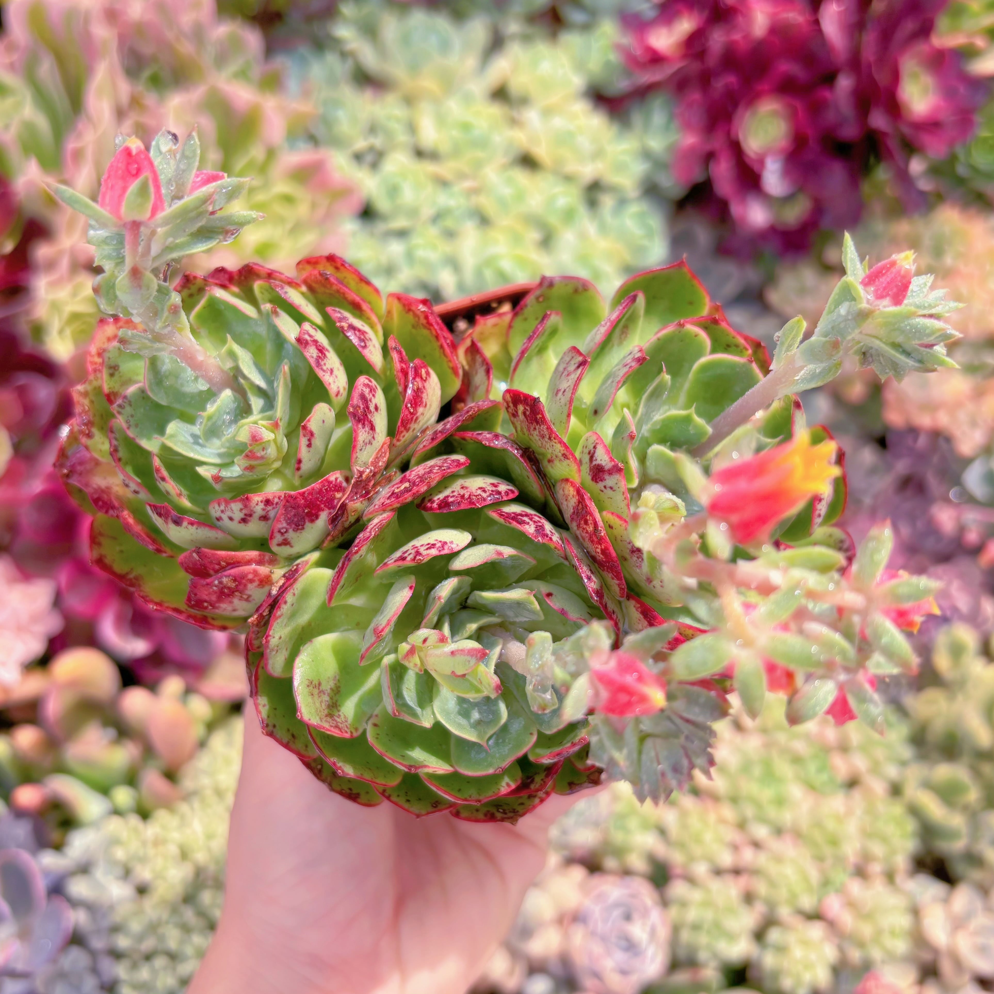 現品　ラブファイヤ#203　群生　新入荷　るる農園