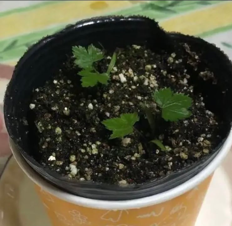 大和当帰の種(50粒) | つづらお薬草ハーブ園