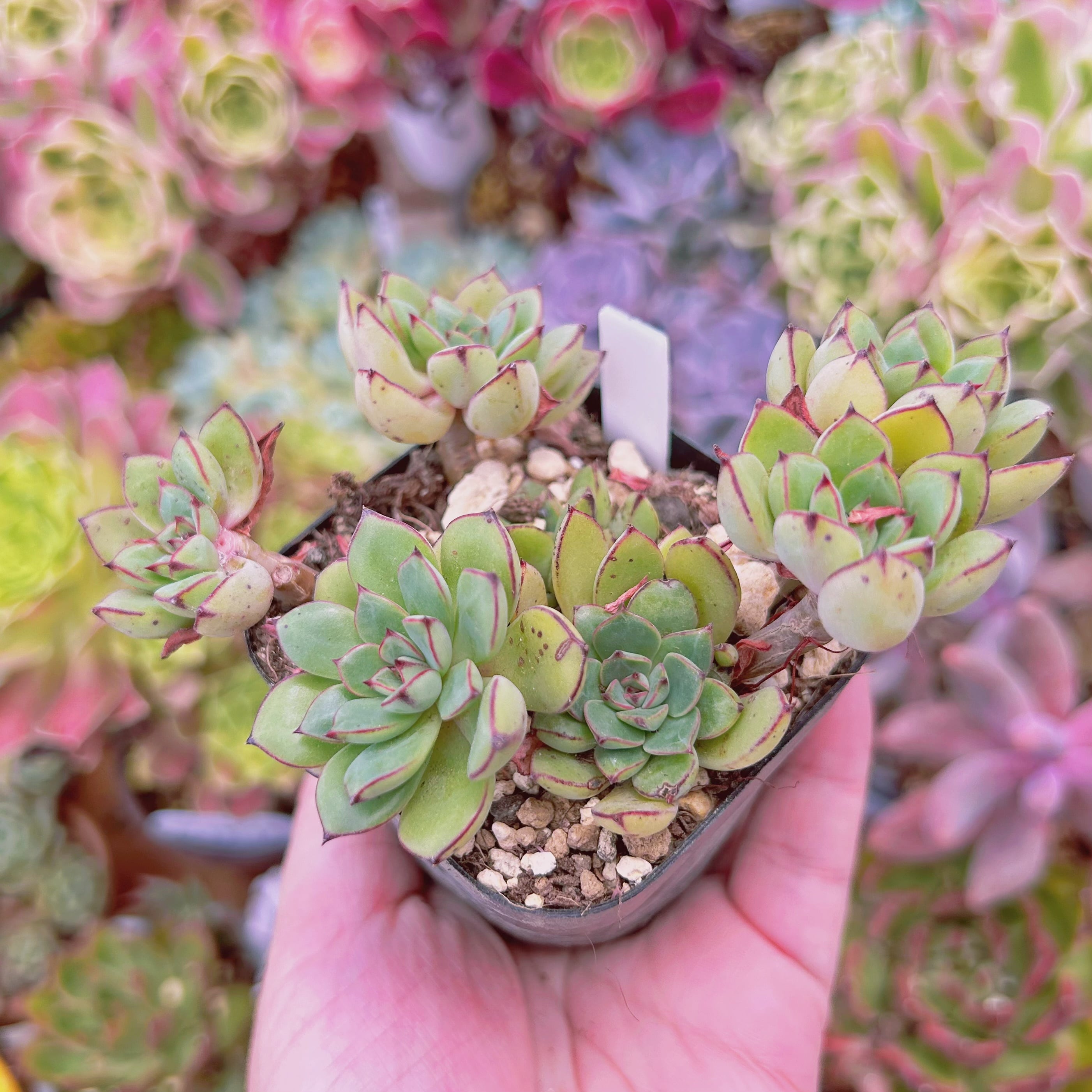 多肉植物パキフィツム　シンデレラ　抜き苗 現物 多肉植物 シンデレラ 抜き苗 | るる農園~多肉植物専門