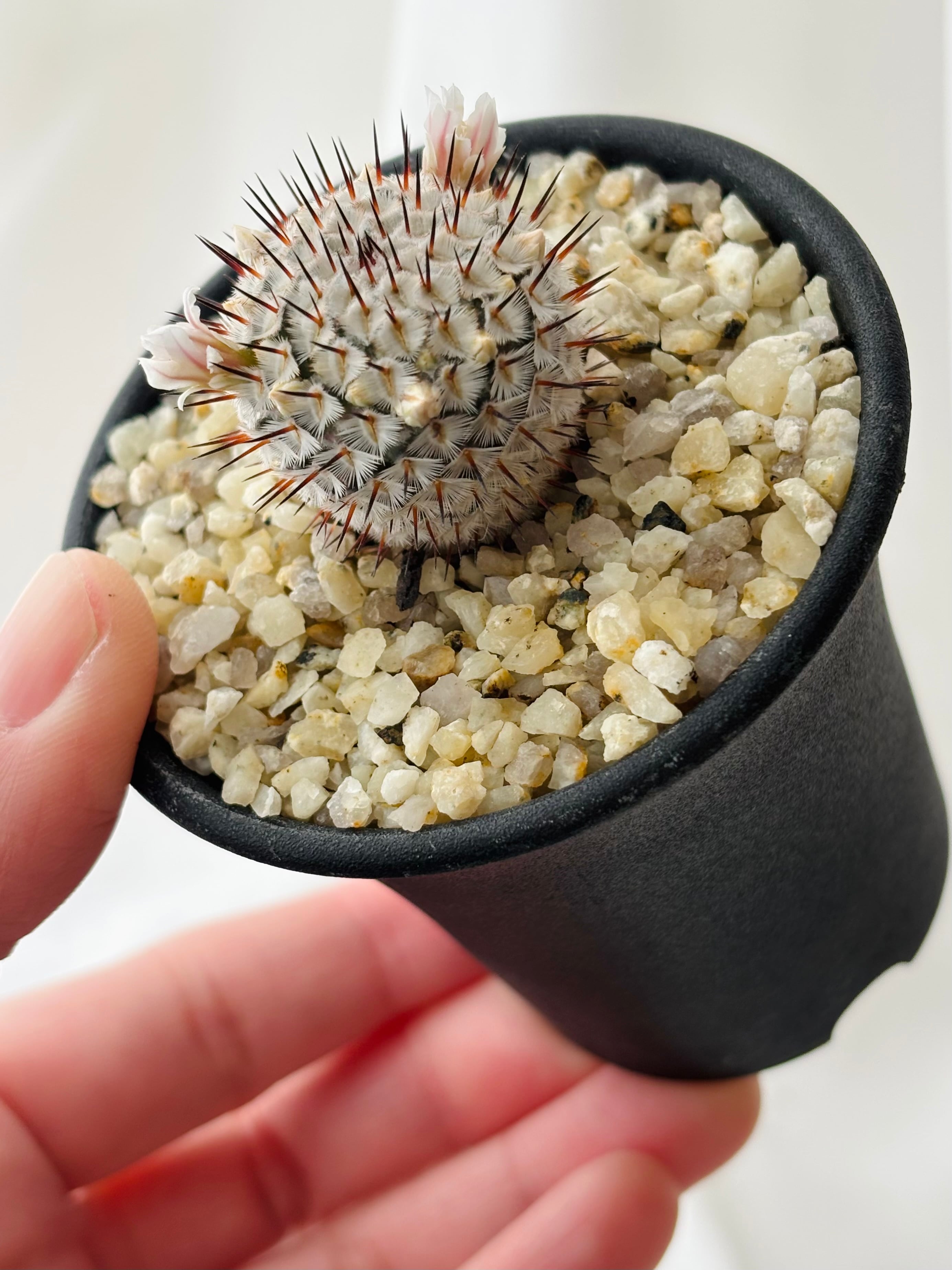 Mammillaria perezdelarosae andersoniana マミラリア ペレスデラロサ