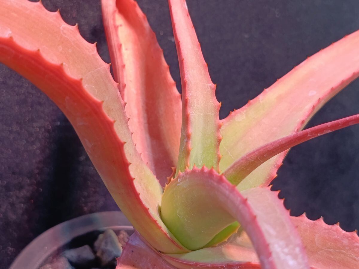 Aloe vanbalenii アロエ バンバレニー | サボテンと多肉植物の店