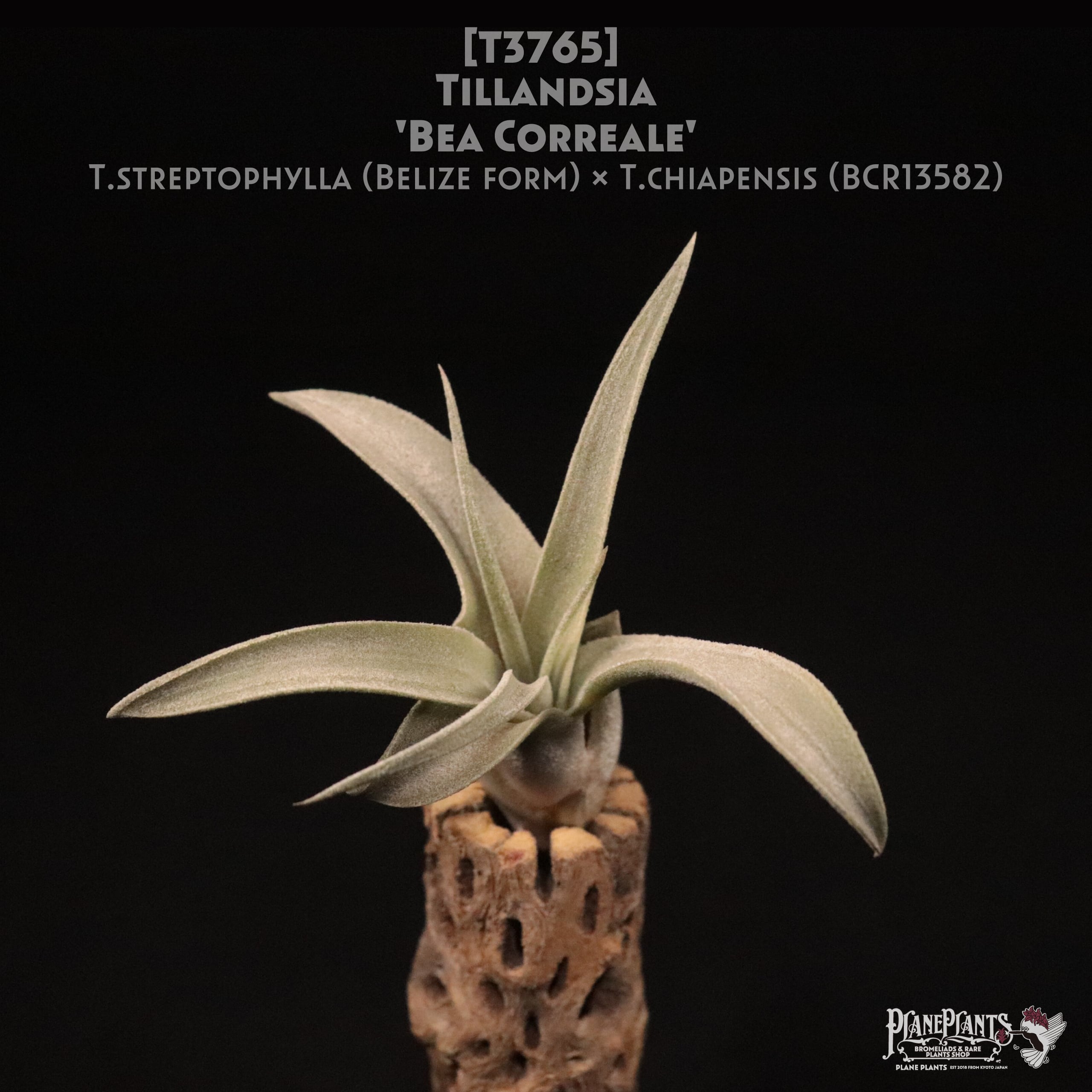 【reserved】'Bea Correale'〔エアプランツ〕現品発送T3765