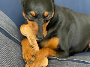 Dog toy -bone- M
