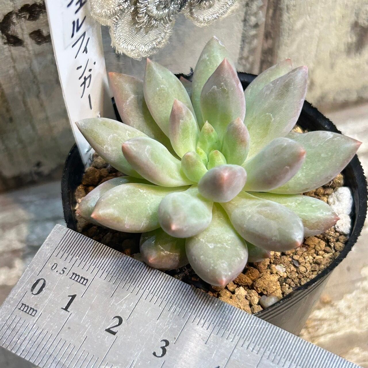 エンジェルフィンガー | RuPo 多肉植物専門店