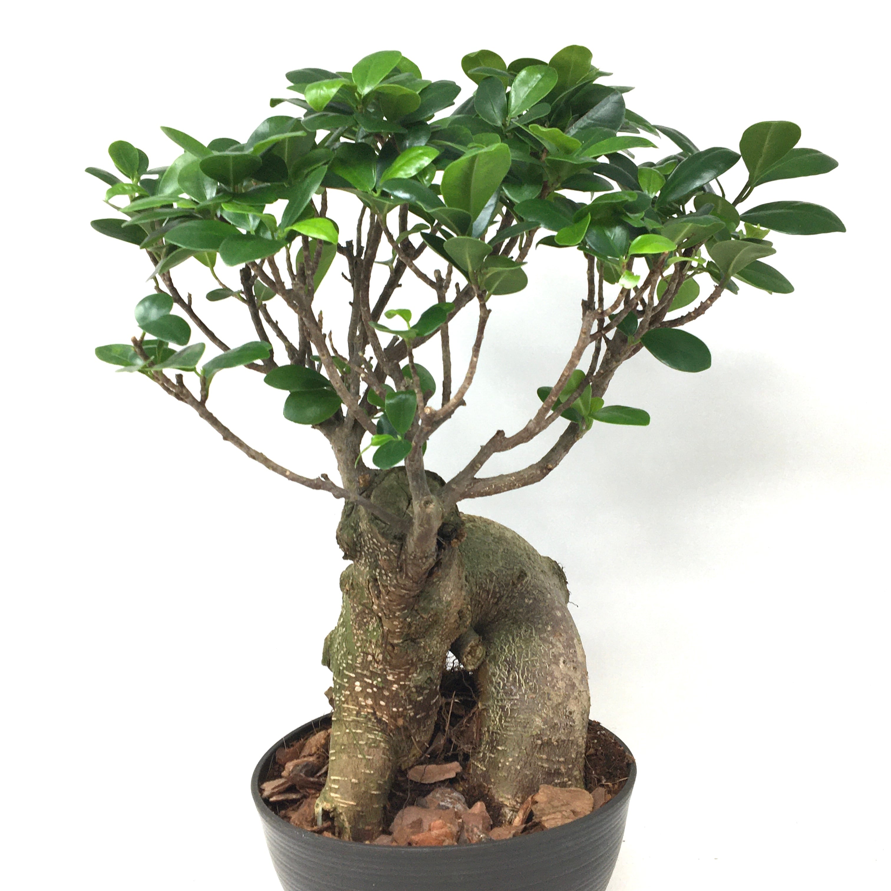 ガジュマル27 ガジュマル 上作株【27】 | PROTOLEAF プロトリーフ