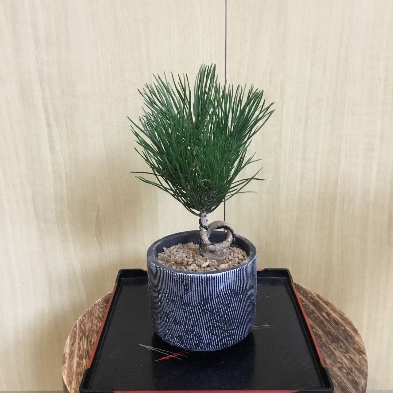 黒松ねじれ 盆栽風 3.5号 | 趣味の園芸と陶器山竹