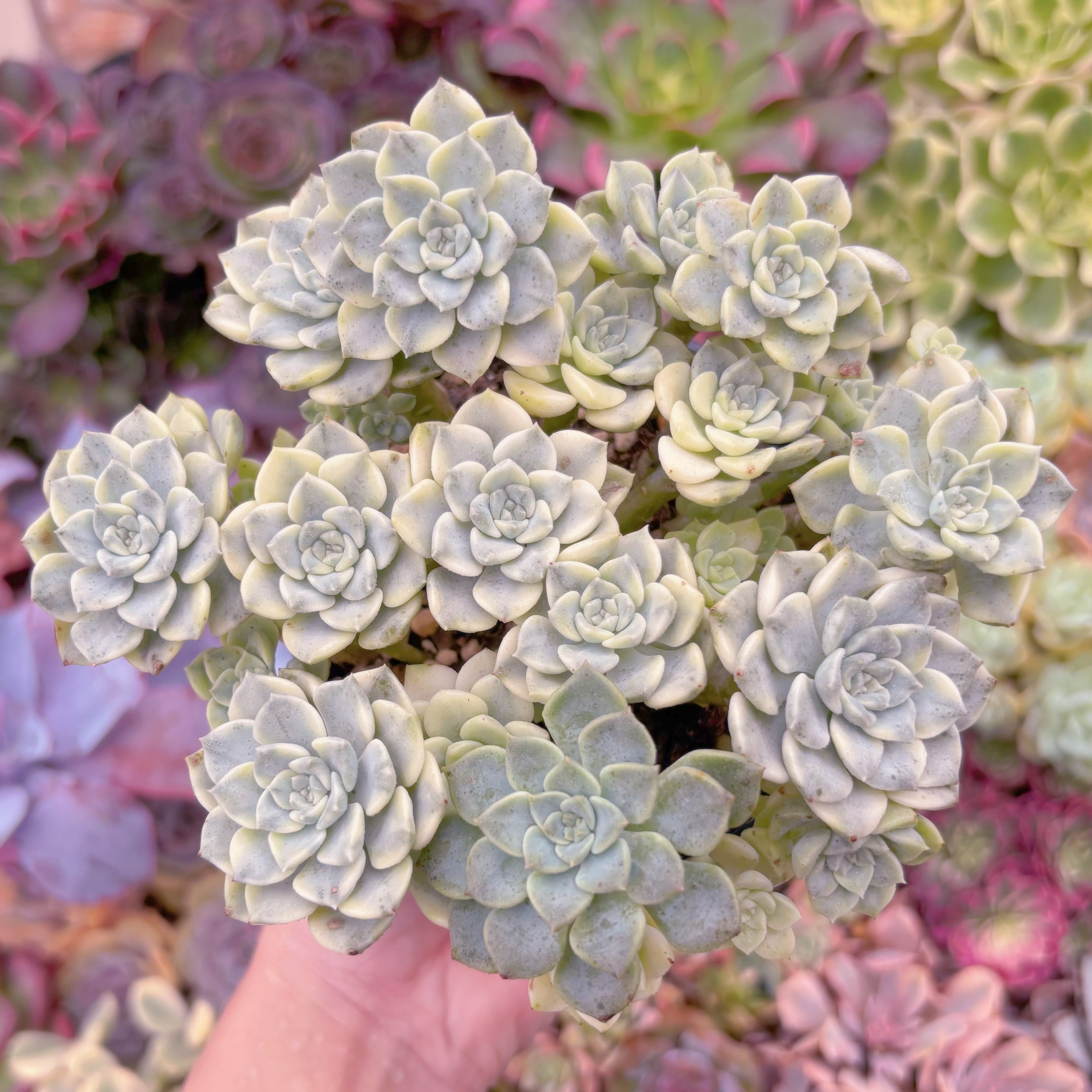 現品　ティンカーベル錦#016　大群生　新入荷　るる農園