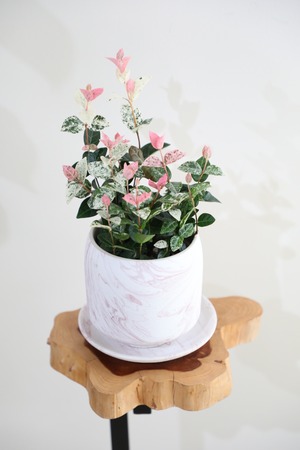 【S】初雪カズラ/Asian jasmine　※陶器鉢付き