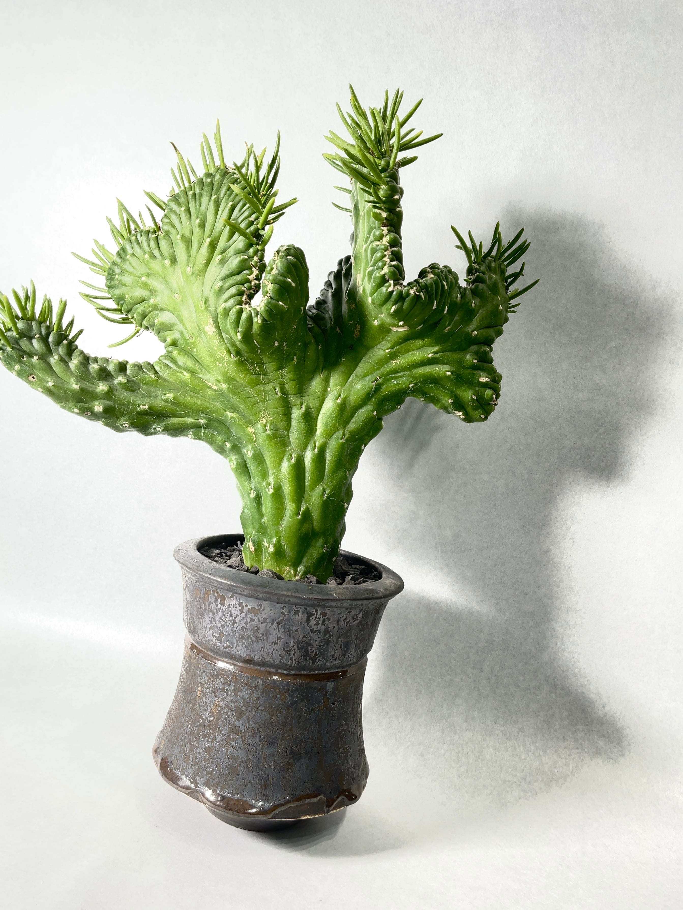 アウストロキリンドロプンチア・将軍綴化 | trigger