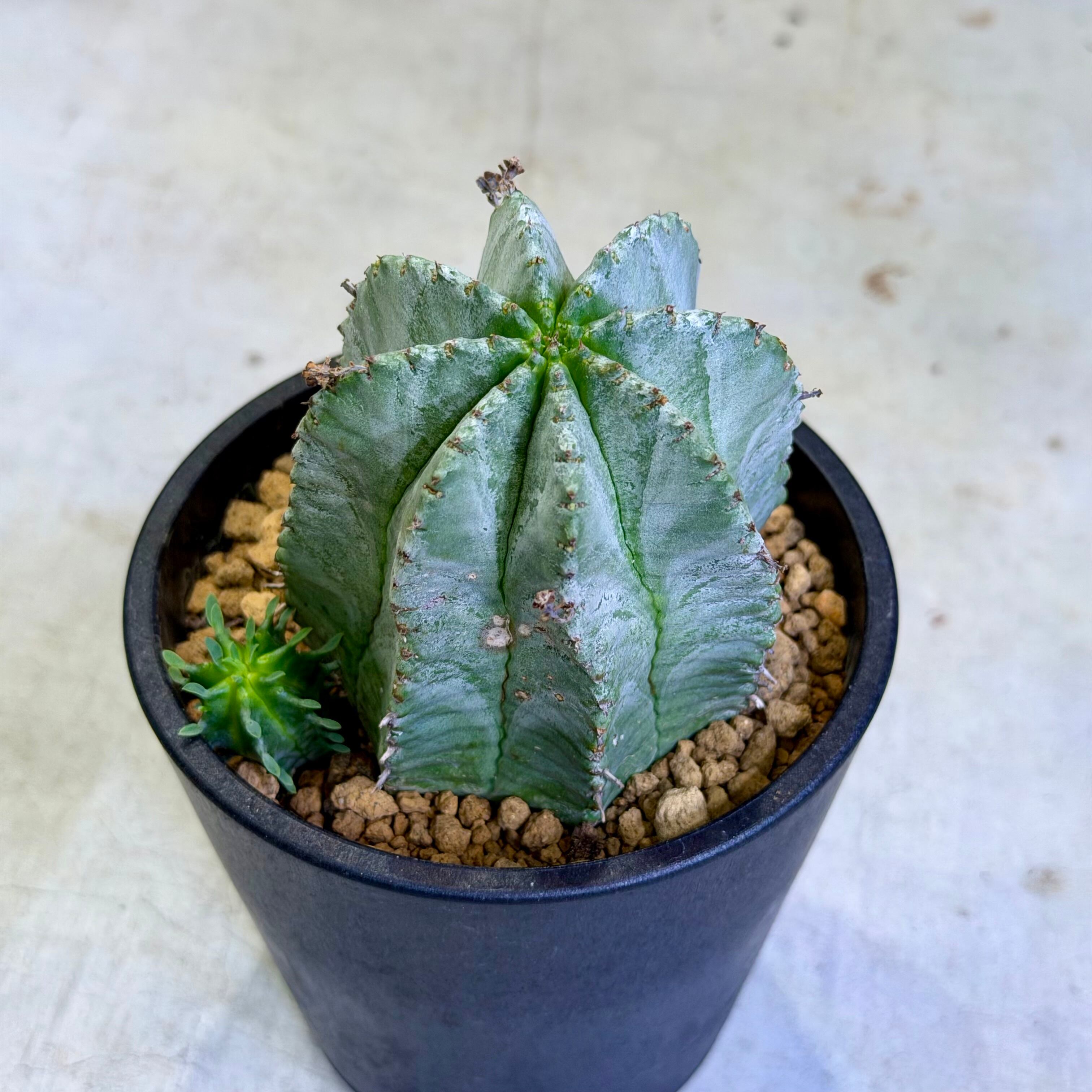 ユーフォルビア・ホリダ | barrelplants_BONSAI