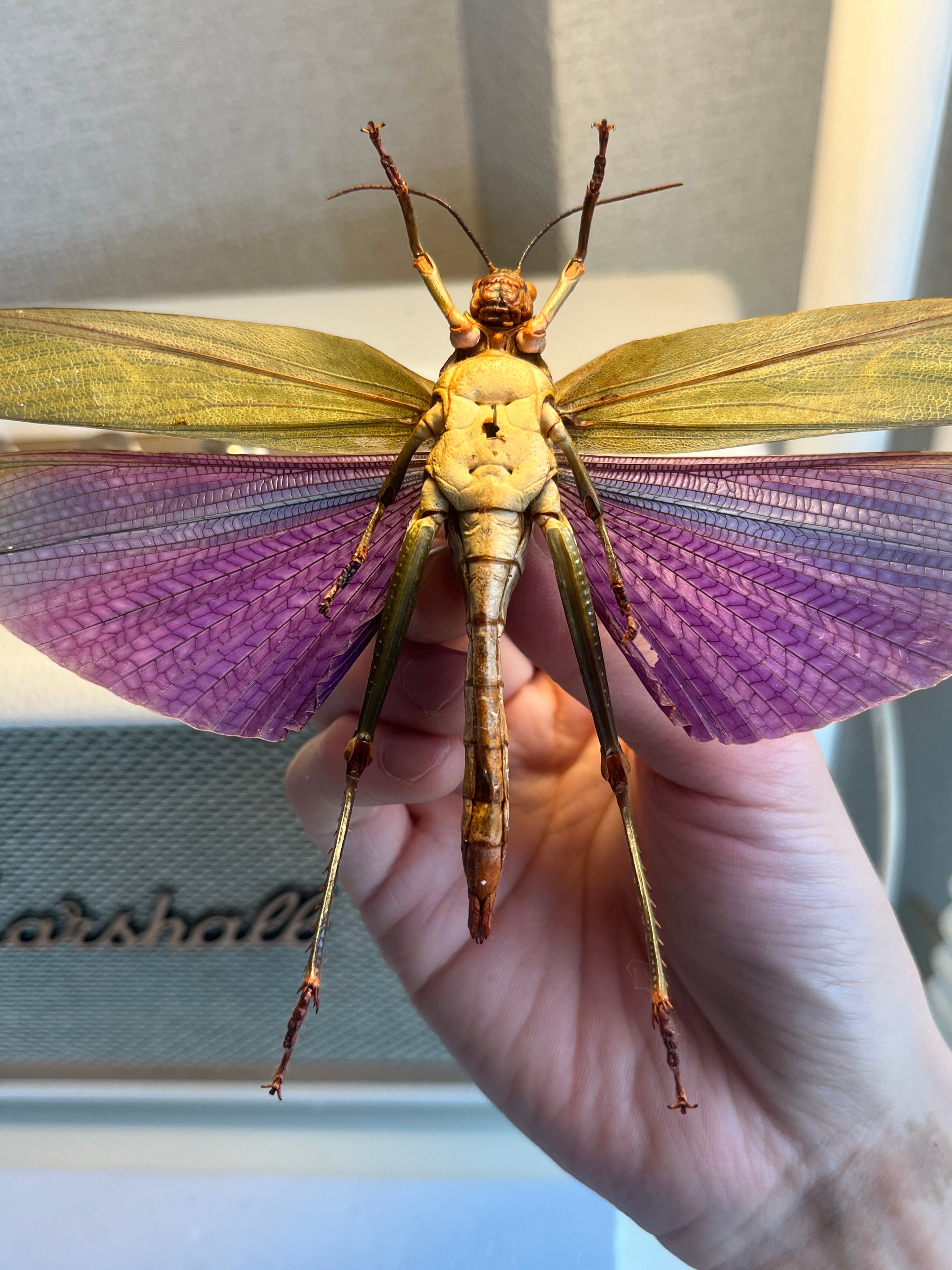 飛蝗最大級】シタムラサキオオバッタ 昆虫標本 直翅類 カマキリ