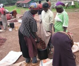 【ケニア】マサイAA ［1000g］極深煎り　自家焙煎珈琲