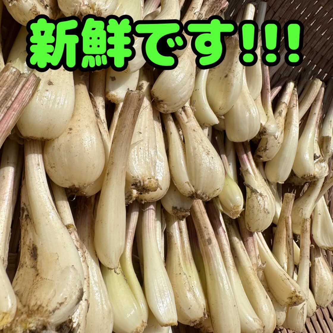 もうすぐ終了！！】熊本県産 朝採り 新鮮らっきょう 5kg 栽培中農薬不 