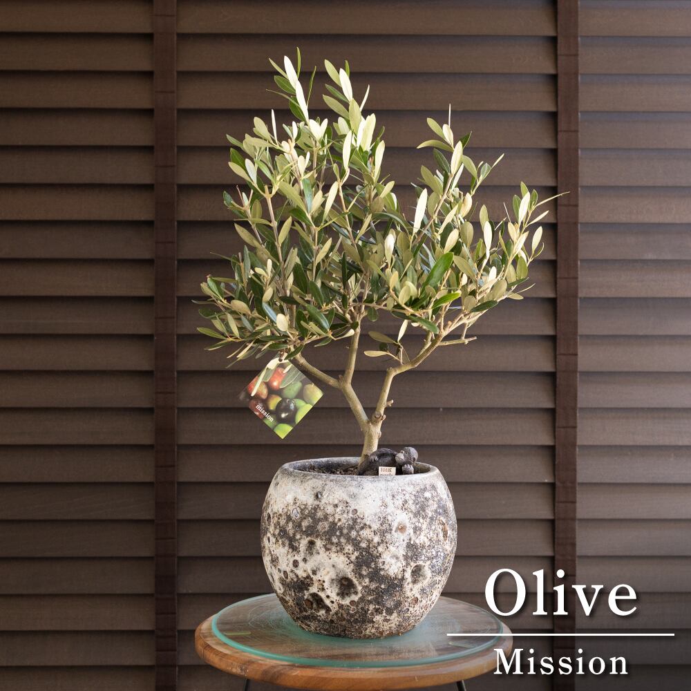 創樹 オリーブ 6号 ミッション 盆栽 SOUJU Mission Olive オリーブの木 陶器鉢 0606GY
