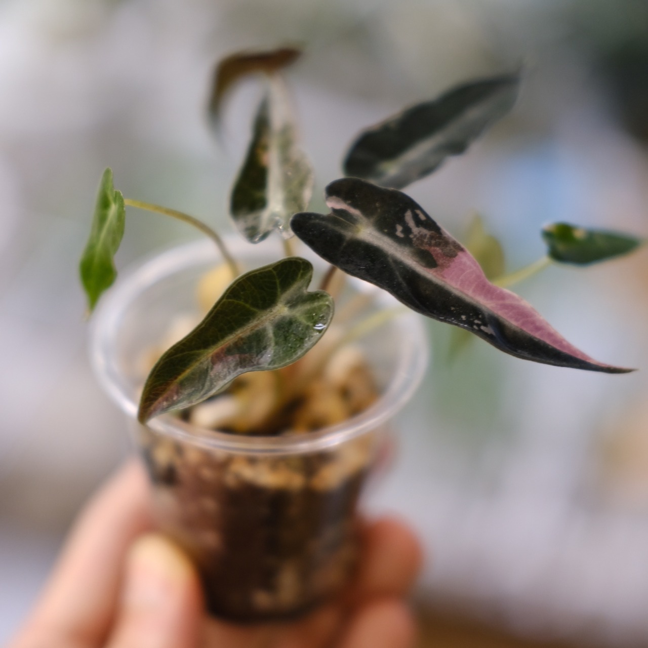 アロカシア バンビーノ ピンク/ Alocasia bambino Pink④│観葉植物