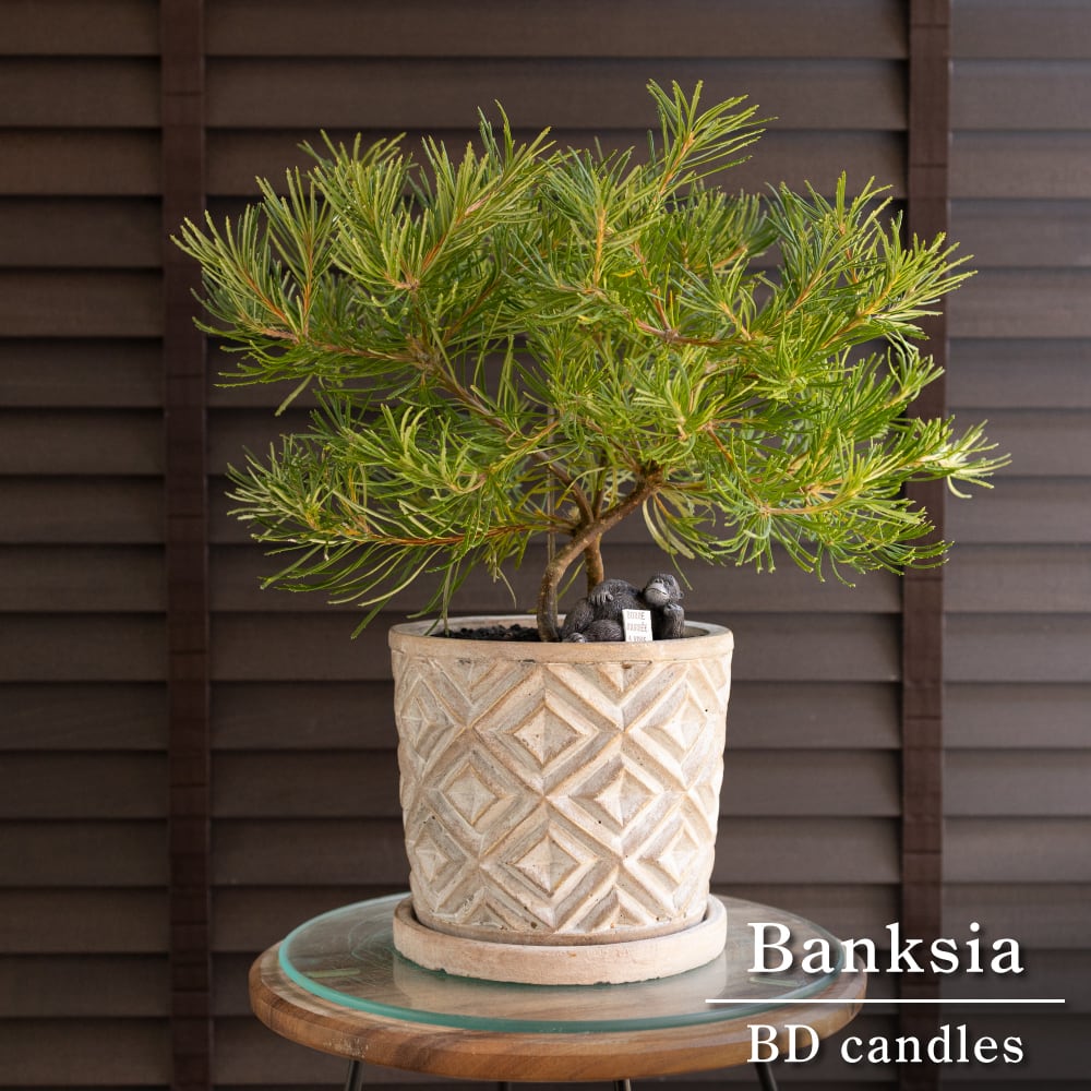 バンクシア バンクシア バースデーキャンドル 5号 陶器鉢 Banksia birthday candles オージープランツ 0329BE