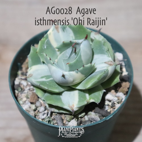 【送料無料】Agave isthmensis 'Ohi Raijin'〔アガベ〕現品発送AG0028