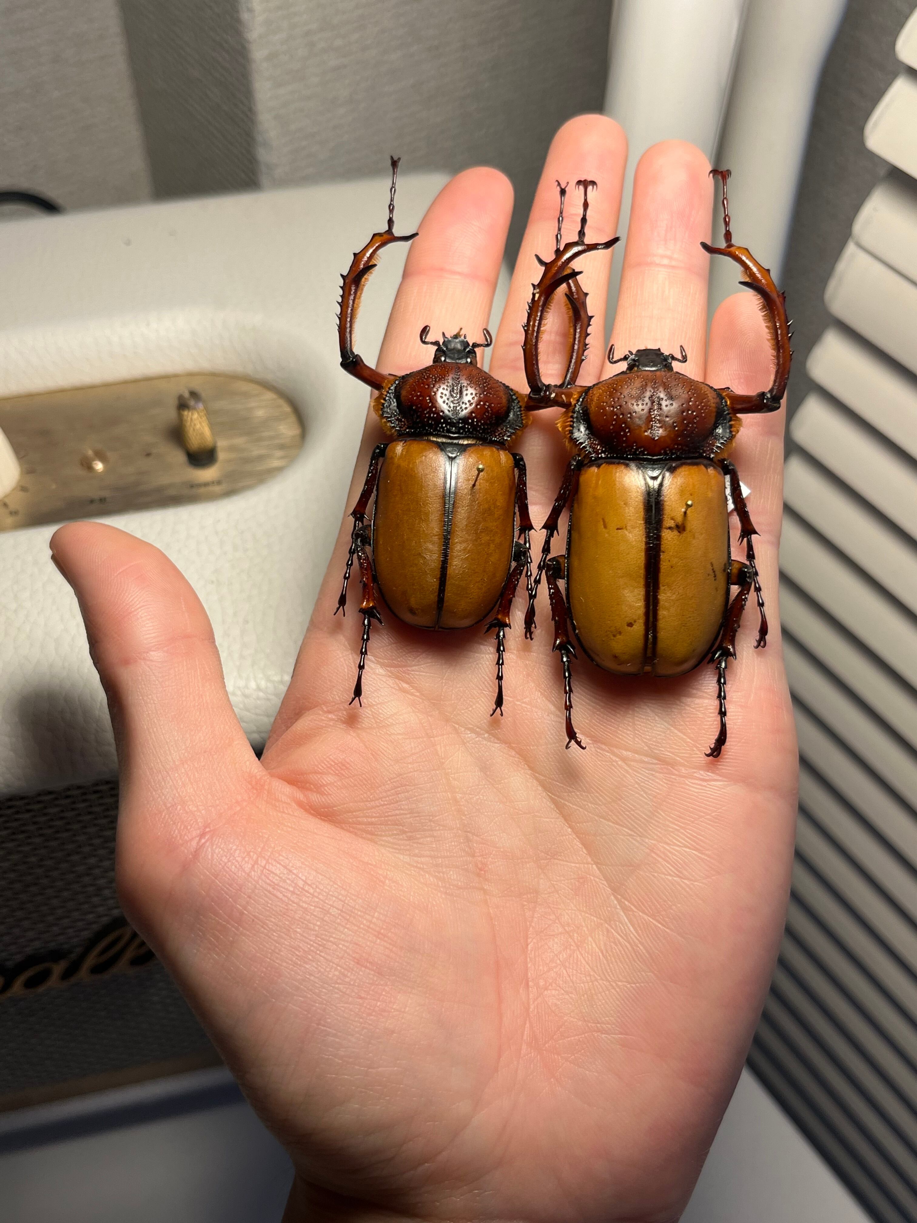 化物汚有】ダビディヒメテナガコガネ 標本テナガカミキリ昆虫標本 甲虫