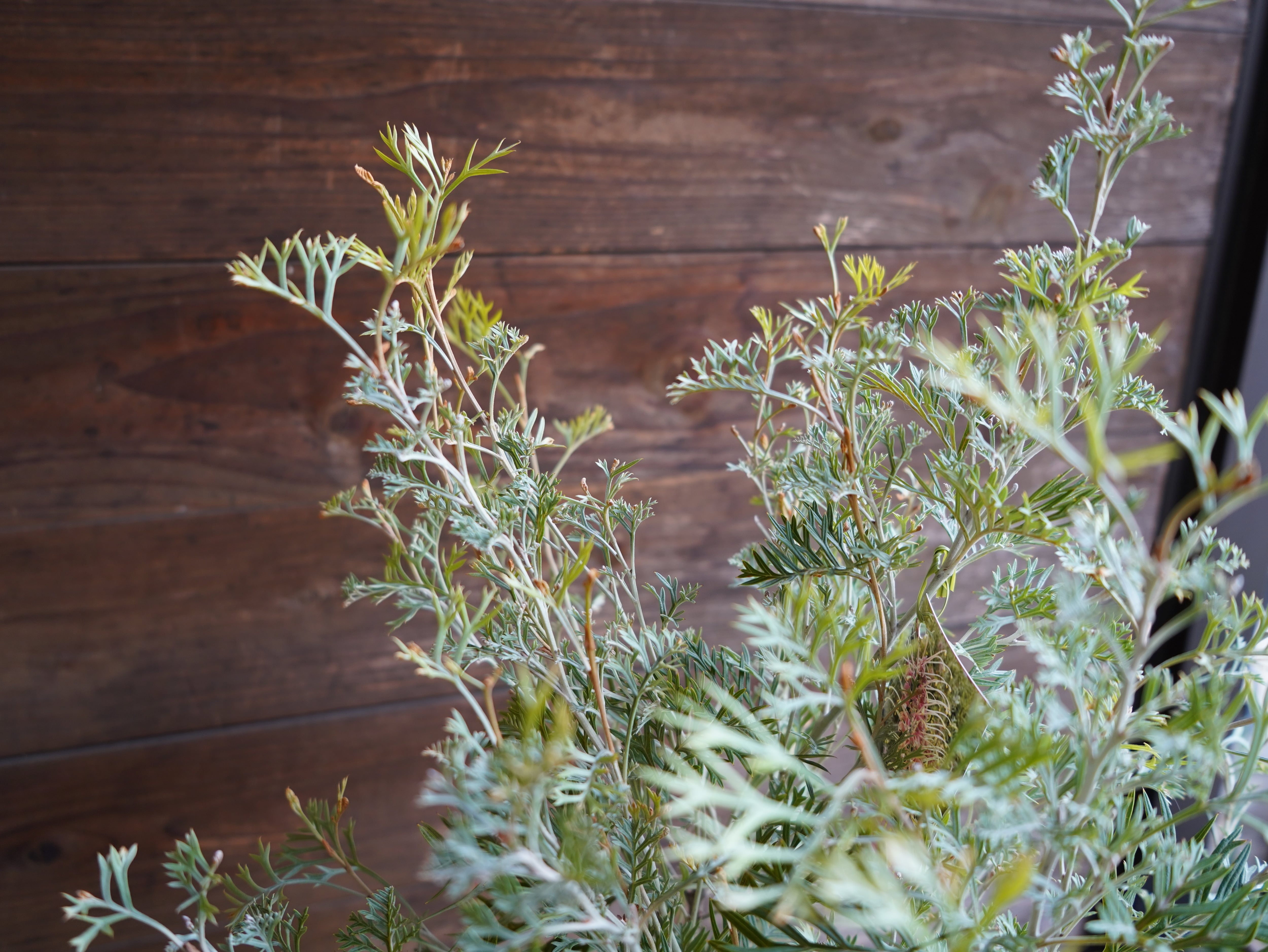 【現物】グレビレア　”クリームパッション”　B