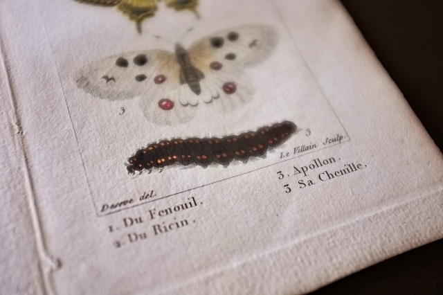 1780s フランス ビュフォン伯爵による蛾と幼虫の博物画e Buffon アンティーク