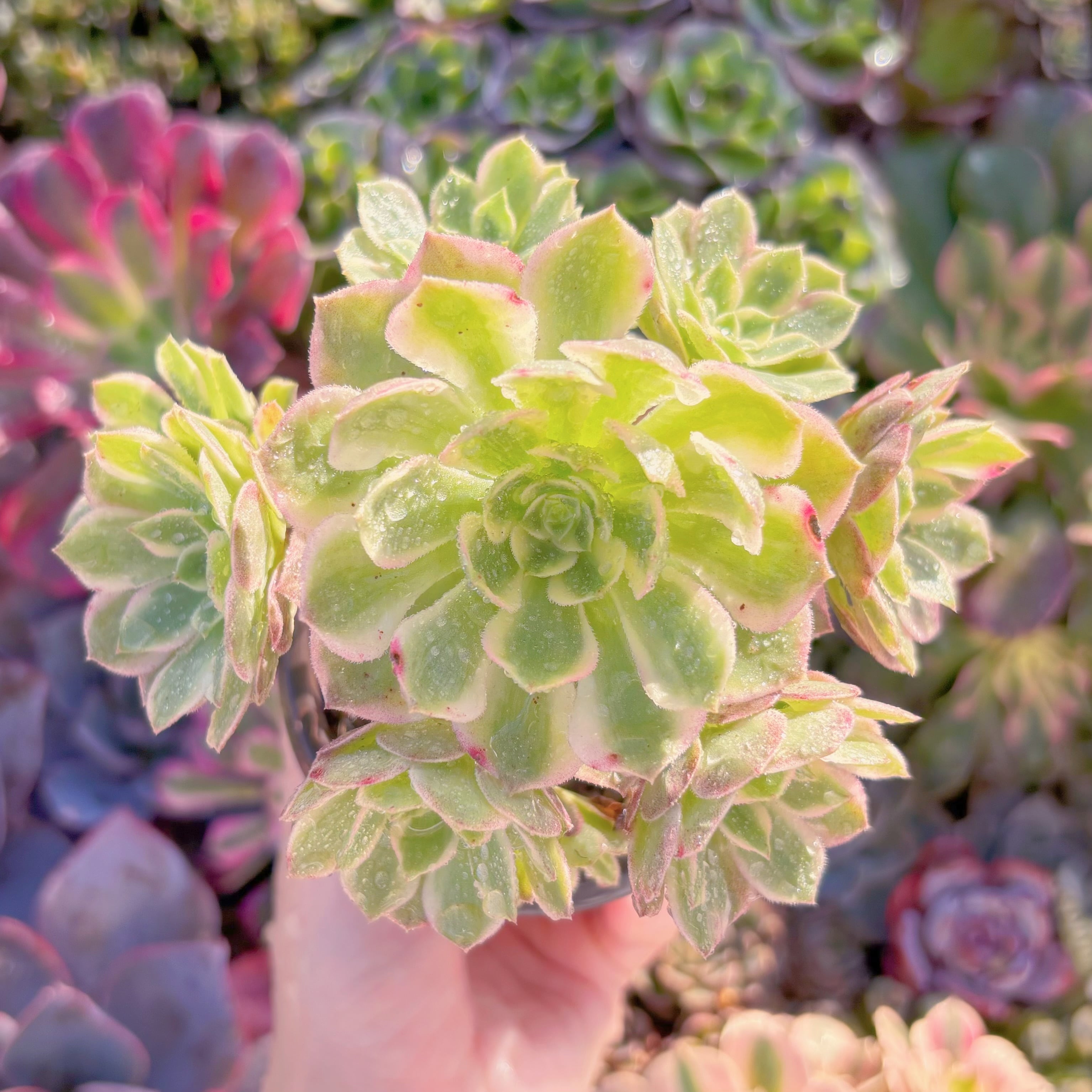 現品　海王#M289　群生　るる農園