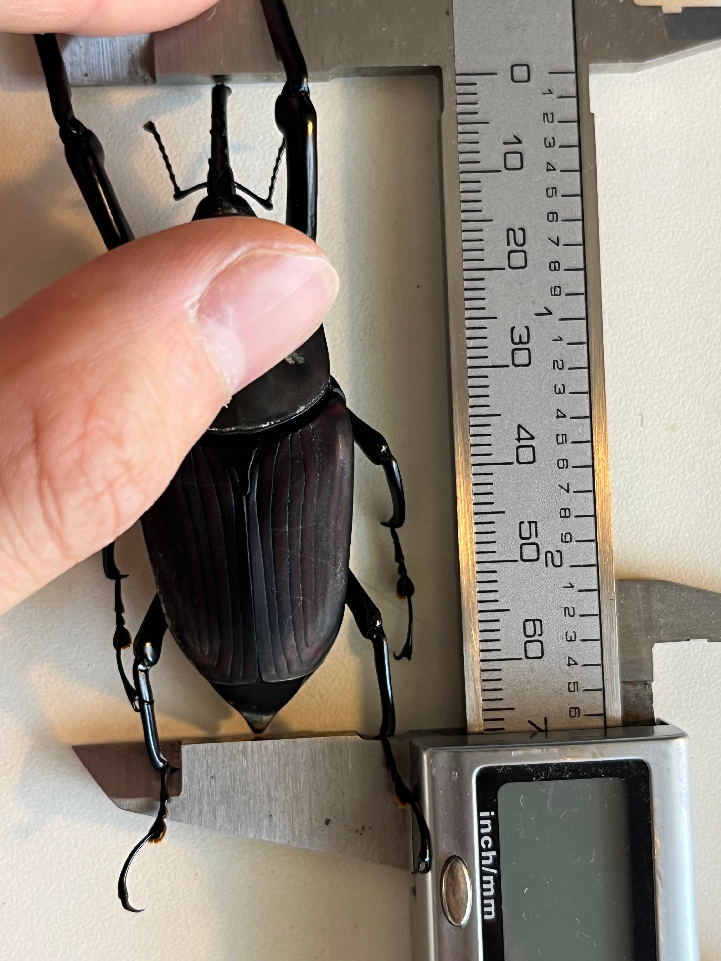 象虫最大種】タイショウオサゾウムシ 67mm カミキリ昆虫ゼリー標本甲虫