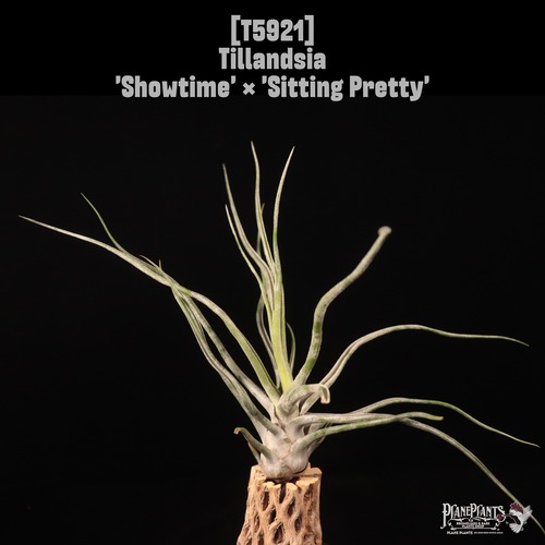 Tillandsia 'Showtime' × 'Sitting Pretty'〔エアプランツ〕T5921