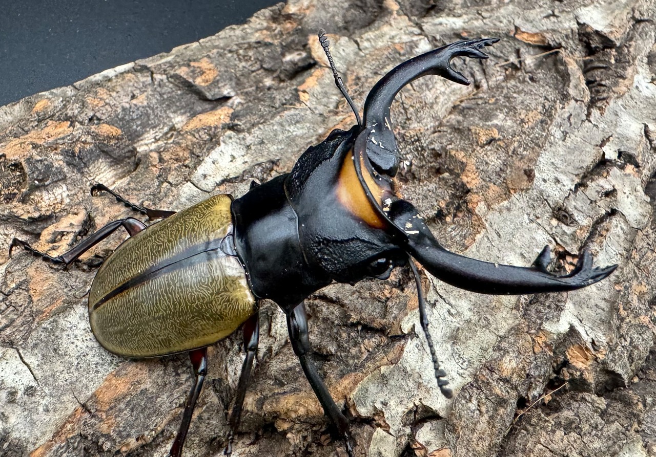 【WD】《ラコダールツヤクワガタ 77.5mm ペア》