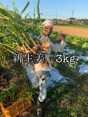 【オンライン限定♪】魂の新しょうが3kg（無肥料・無農薬・無除草剤）＜愛知県豊田市産＞